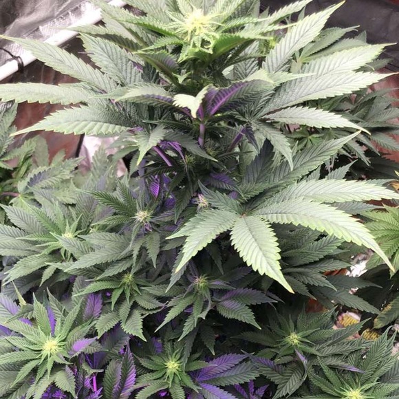 Latrobe Farmer’s Seeds Only Exotics Are Grown here - Picture 9 of 9